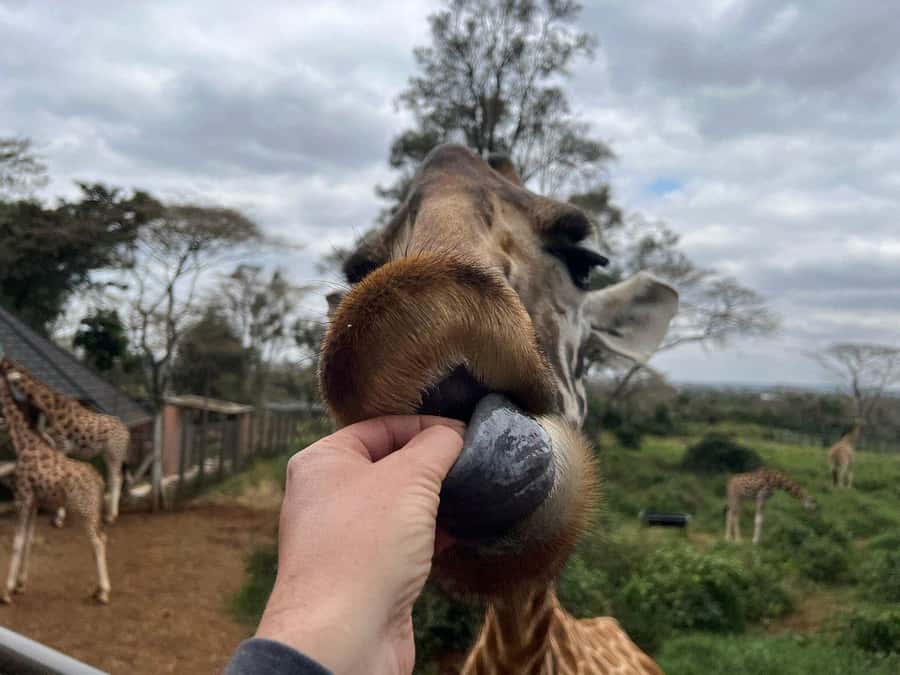 Elephant Orphanage and Giraffe Center Tour with Options - Transport, timing, and the reality of Nairobi traffic
