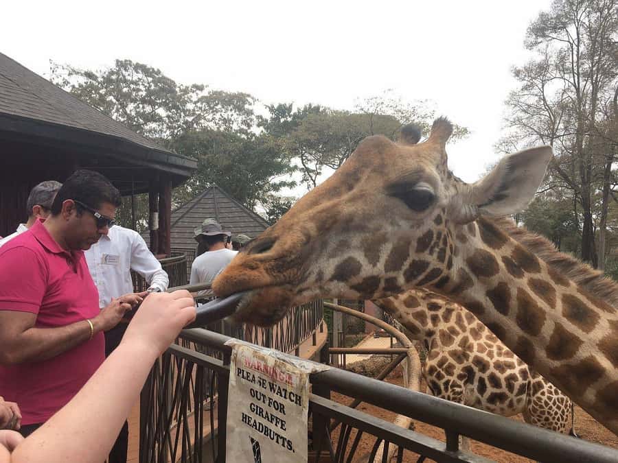 Elephant Orphanage and Giraffe Center Tour with Options - Starting with Rothschild’s giraffes at the Giraffe Center