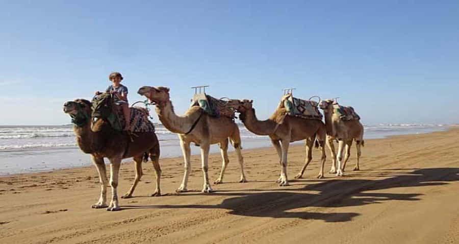 Essaouira: 2-Hour Camel Ride - Getting used to the camel’s rolling gait