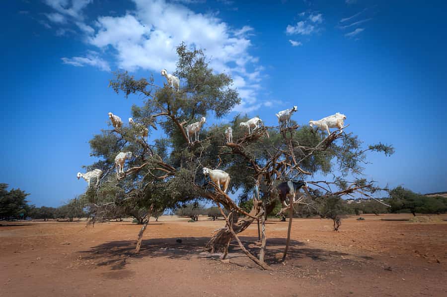 Essaouira Day Trip from Agadir - What you learn at the argan oil factory
