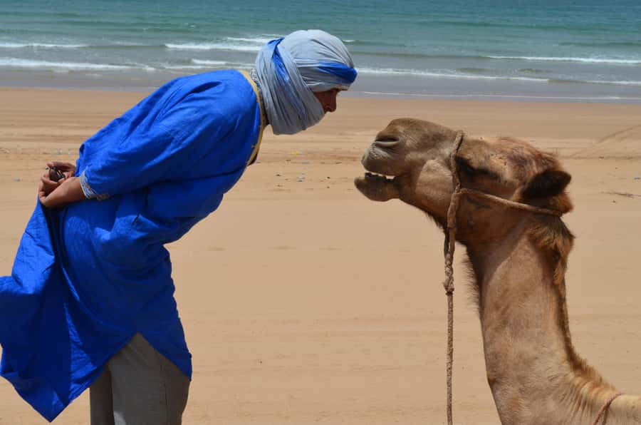 Essaouira: One Hour Dromedary Ride - Key points to know before you book
