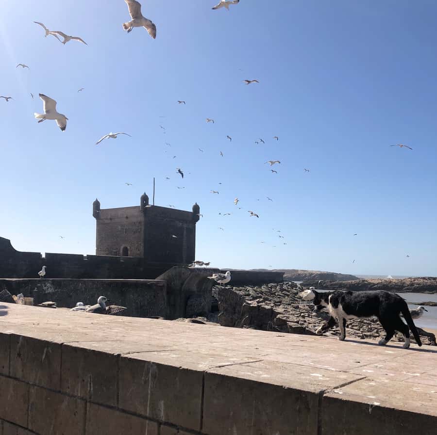 Essaouira: Private City Tour - Beginning at Essaouira’s working fishing port