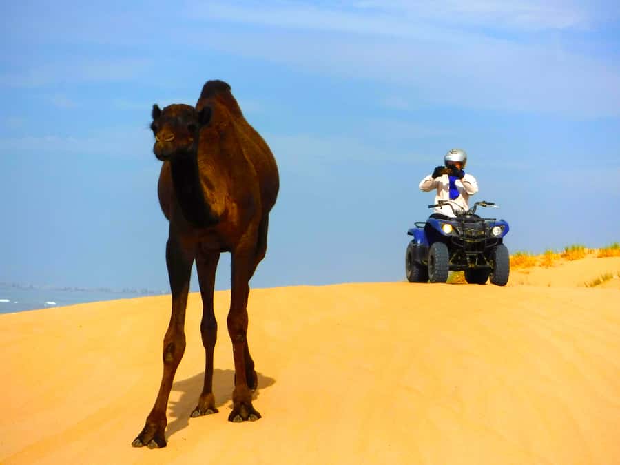 Essaouria: Beach & Big Dunes 2-Hour Quad Biking Tour - Should you book the Essaouira quad tour?