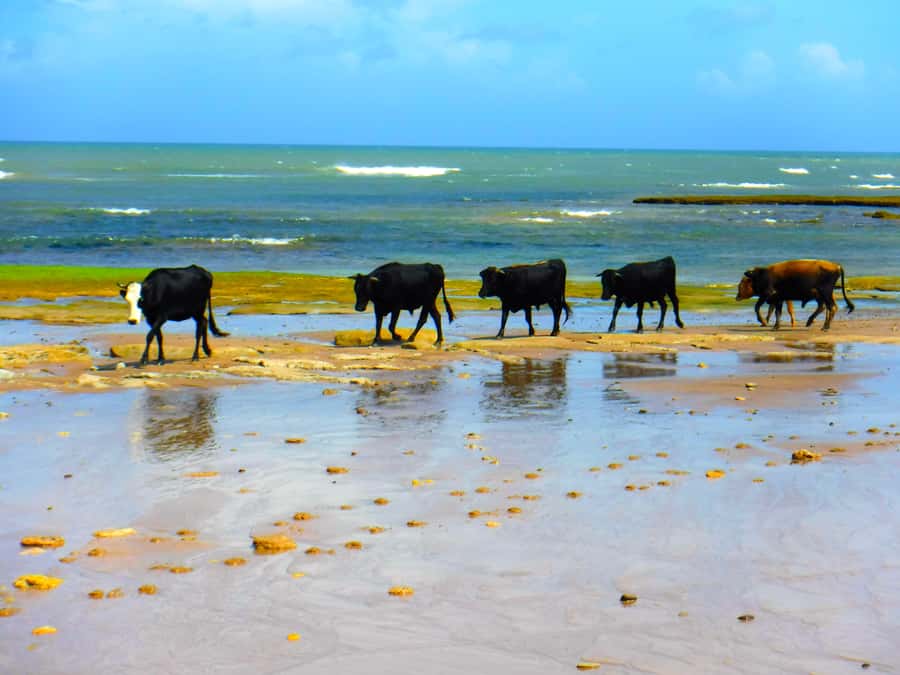 Essaouria: Beach & Big Dunes 2-Hour Quad Biking Tour - Riding from Essaouira’s only beachside gas station