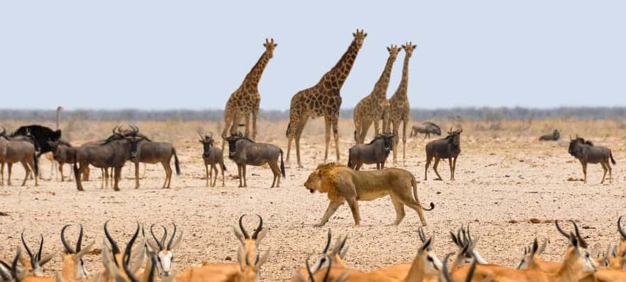 Etosha National Park: Full or Half-Day Game Drive - Key points to know before booking