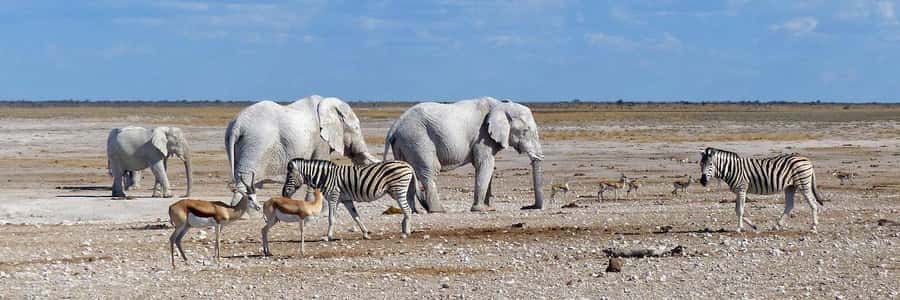 Etosha National Park: Full or Half-Day Game Drive - A route shaped by sightings, weather, and animal behavior