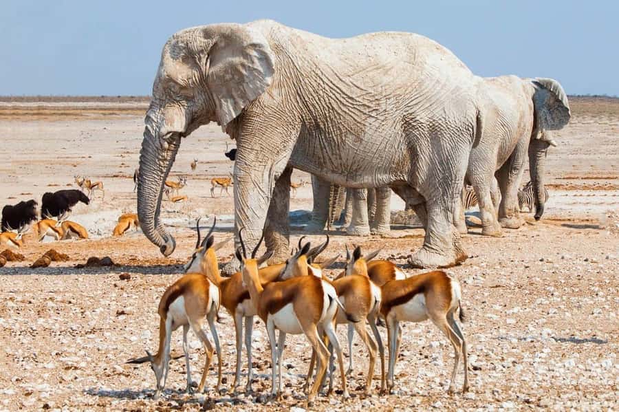 Etosha National Park: Full or Half-Day Game Drive - What the guide adds to the drive
