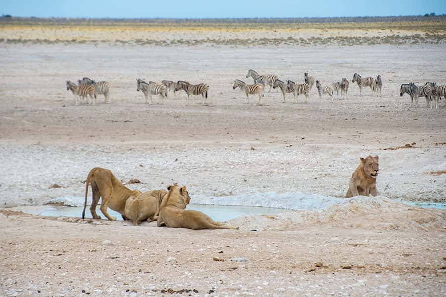 Etosha National Park: Full or Half-Day Game Drive - Waterholes, lions, elephants, and the best photo moments