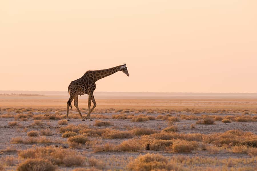 Etosha National Park: Full or Half-Day Game Drive - How the full-day schedule works