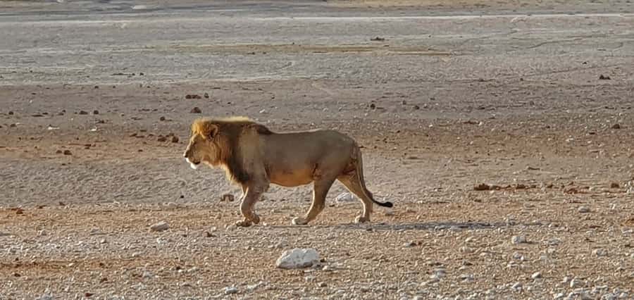 Etosha National Park: Full or Half-Day Game Drive - Is the half-day option enough?