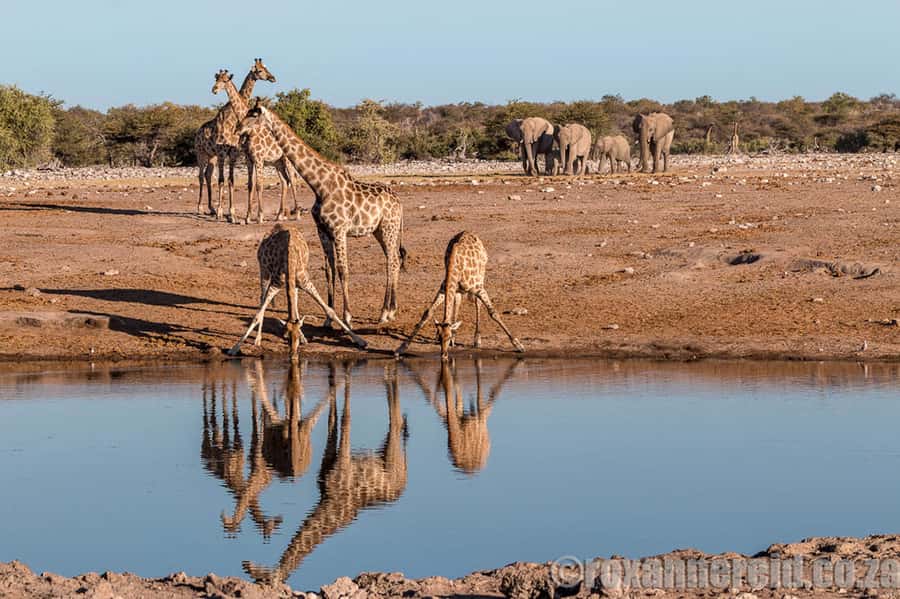 Etosha National Park: Full or Half-Day Game Drive - Who will enjoy this Etosha safari most?