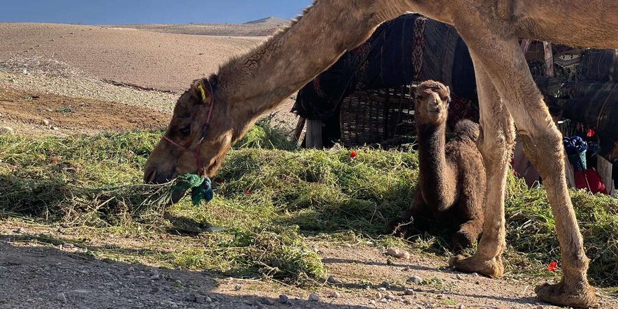 Evening Marrakech: Agafay Desert Quad , Camel & Dinner Shows - A short camel ride at sunset