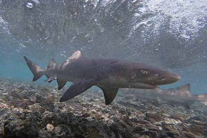 Experience on Sal Island with native and certified guide (including sharks) - The Mirage and the long, dry road
