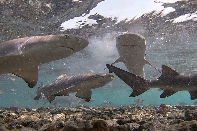 Experience on Sal Island with native and certified guide (including sharks) - Santa Maria and Espargos