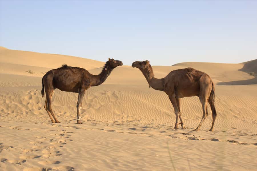 From Agadir: 4×4 Jeep Sahara Desert Tour with Lunch - Berber lunch with tagine and couscous