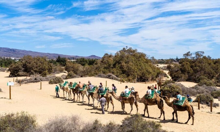 From Agadir: Camel Ride and Flamingo Trek - Meeting the camels and getting settled