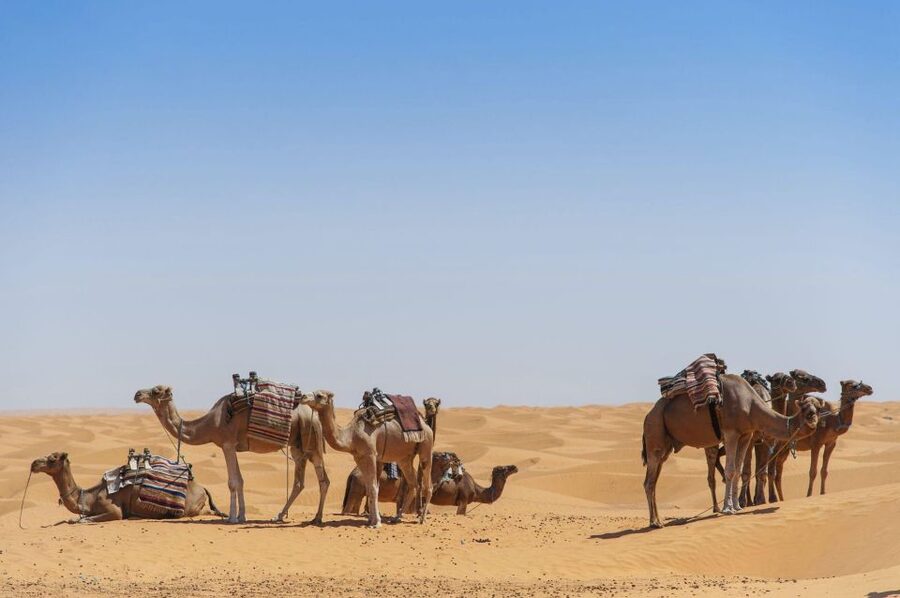 From Agadir: Camel Ride and Flamingo Trek - Who should book this experience?