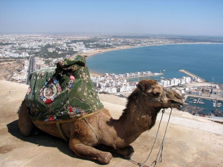 From Agadir: City Tour with Hotel or Port Transfers - Key points to know before you book