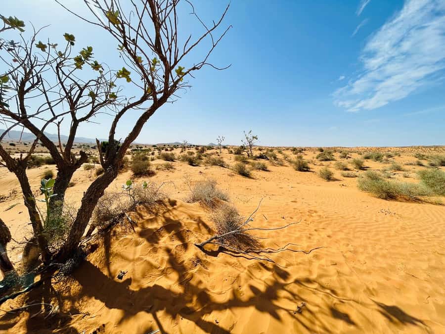 From Agadir: Jeep Desert Safari with Lunch and Camel Ride - Souss-Massa and the birds along the river