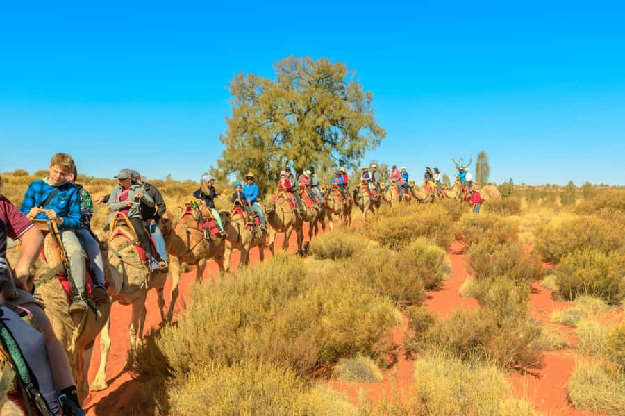 From Agadir or Taghazout: Camel Ride Berber Tour Experience - Along the eucalyptus forest and estuary
