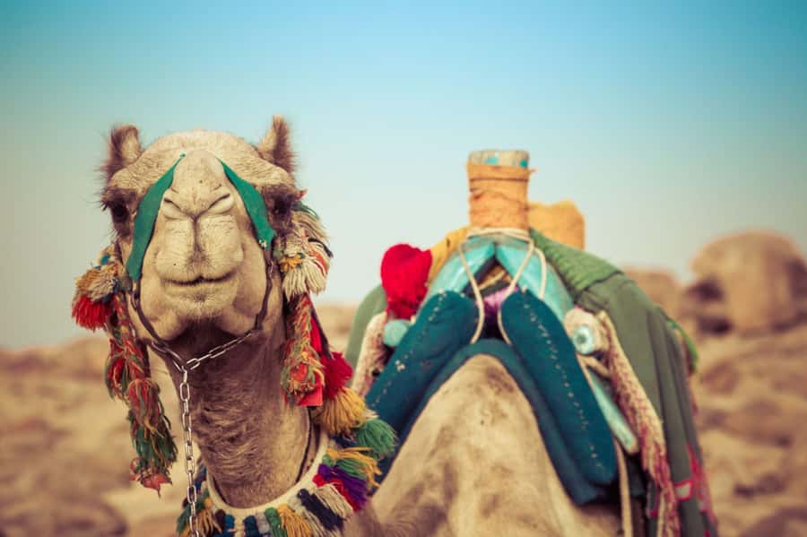 From Agadir or Taghazout: Camel Ride Berber Tour Experience - The people who make the ride work