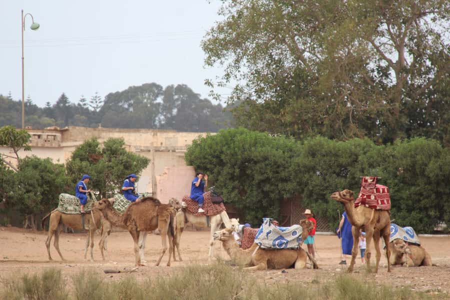 From Agadir or Taghazout: Camel Ride Berber Tour Experience - Who will enjoy this Agadir camel ride?