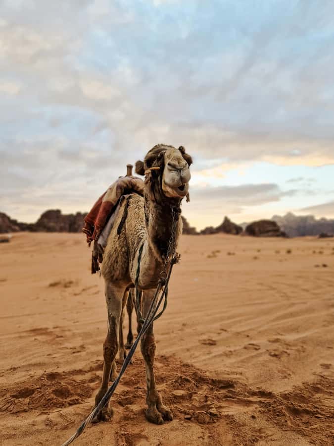 From Agadir: Sahara Desert Day Trip and Camel Ride - The 4x4 ride is part of the attraction