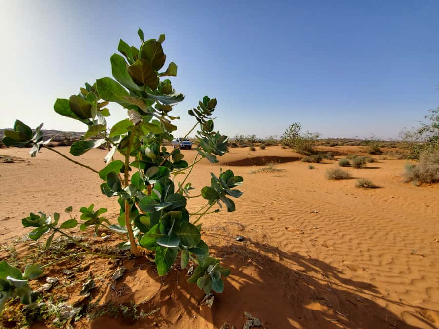 From Agadir: Sahara Desert Day Trip and Camel Ride - The Massa Valley, tea, and a Berber welcome