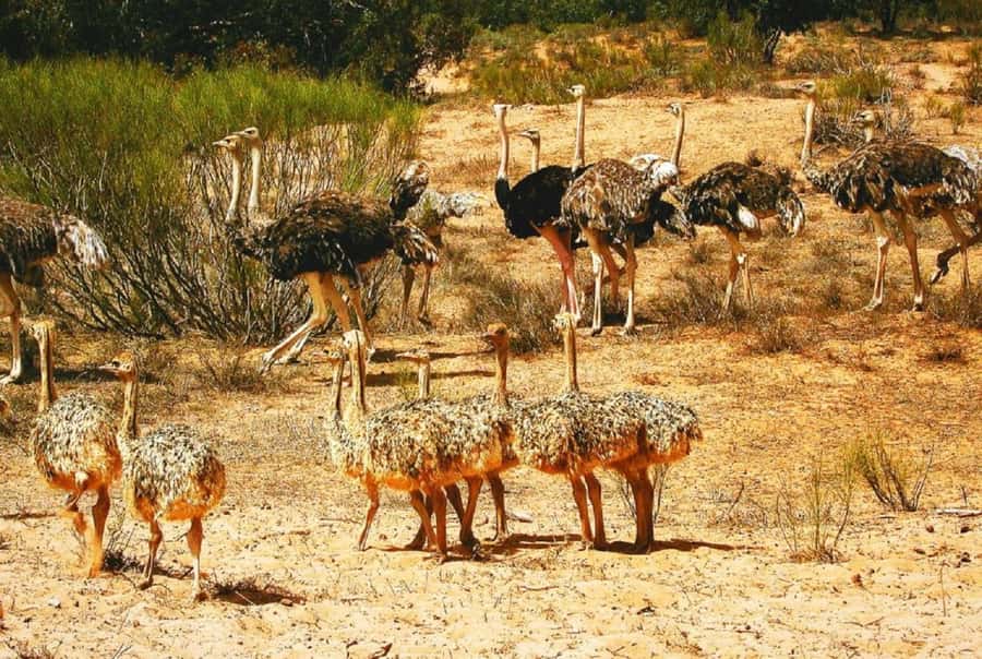 From Agadir: Souss-Massa National Park Tour with Lunch - Starting with the museum and conservation story