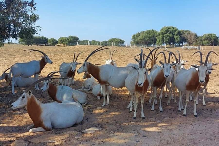 From Agadir: Souss-Massa National Park Tour with Lunch - Pottery, argan products, and other stops
