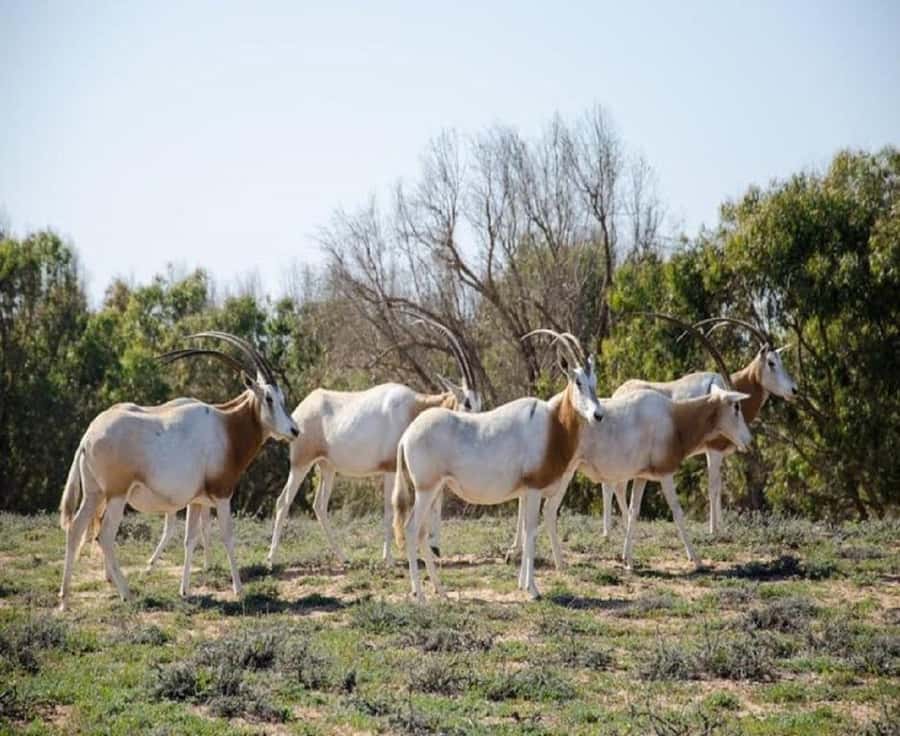 From Agadir: Souss-Massa National Park Tour with Lunch - The morning drive from Agadir