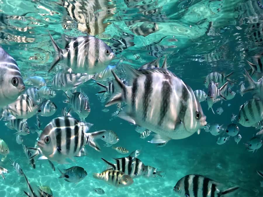 From Blue Bay: Ile aux Cerfs Speedboat Excursion with BBQ - BBQ Lunch at Ile aux Cerfs