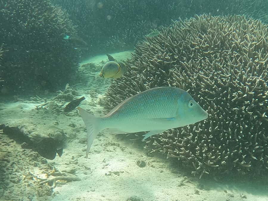 From Blue Bay: Ile aux Cerfs Speedboat Excursion with BBQ - Weather, Guides, and Language