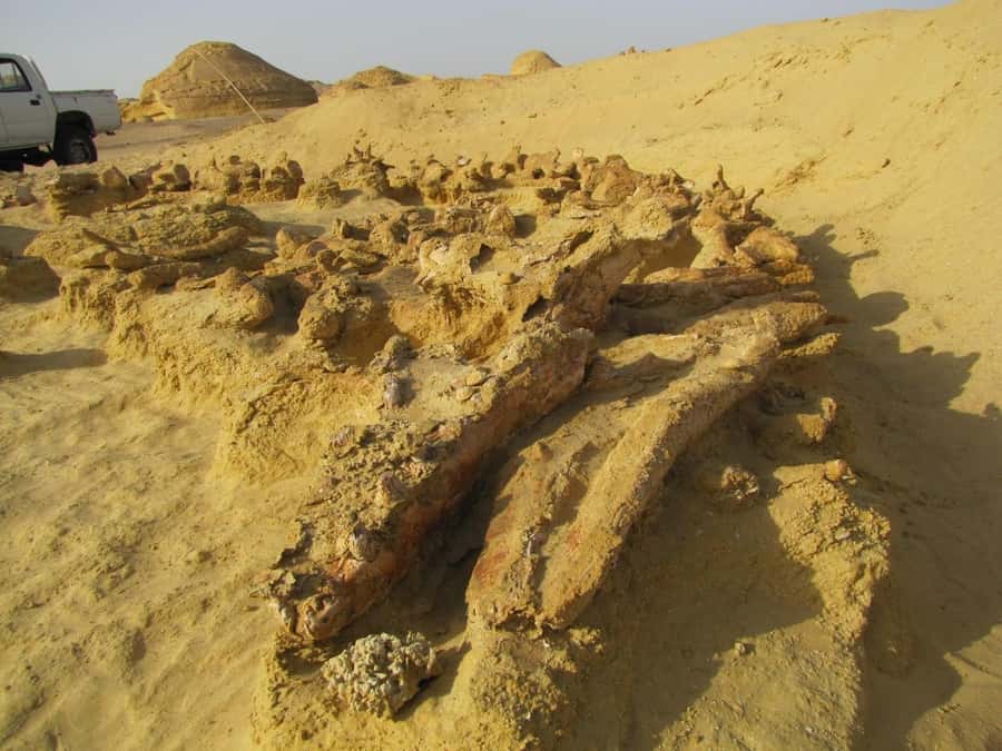 From Cairo: Full-Day Tour to El Fayoum - Lunch at the desert camp