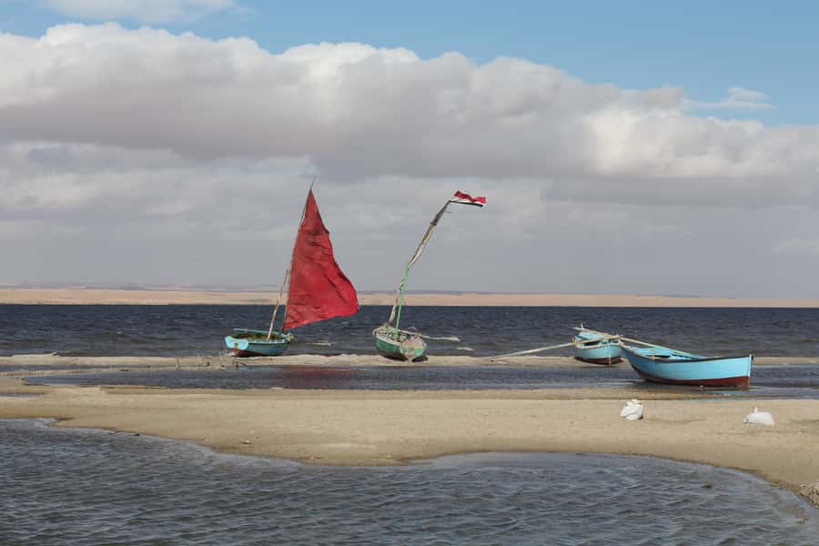 From Cairo: Full-Day Tour to El Fayoum - Changing to a 4x4 in the Western Desert