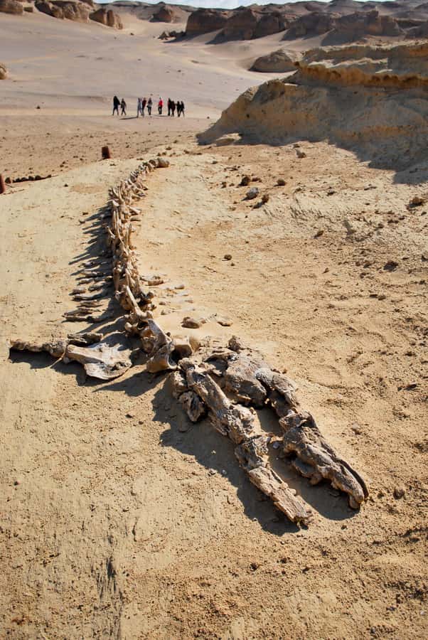 From Cairo: Full-Day Tour to El Fayoum - Magic Lake and the best desert views
