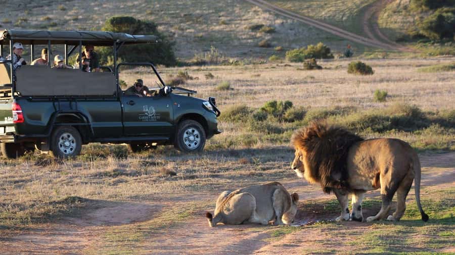 From Cape Town: 2-Day Safari at Garden Route Game Lodge - What this two-day Garden Route safari really offers