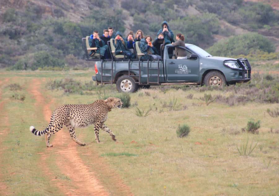 From Cape Town: 2-Day Safari at Garden Route Game Lodge - Arriving at Garden Route Game Lodge