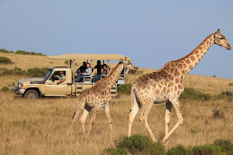 From Cape Town: 3-Day Garden Route Highlights and 4x4 Safari - Day 2: Elephants, calm water, and Bloukrans Bridge