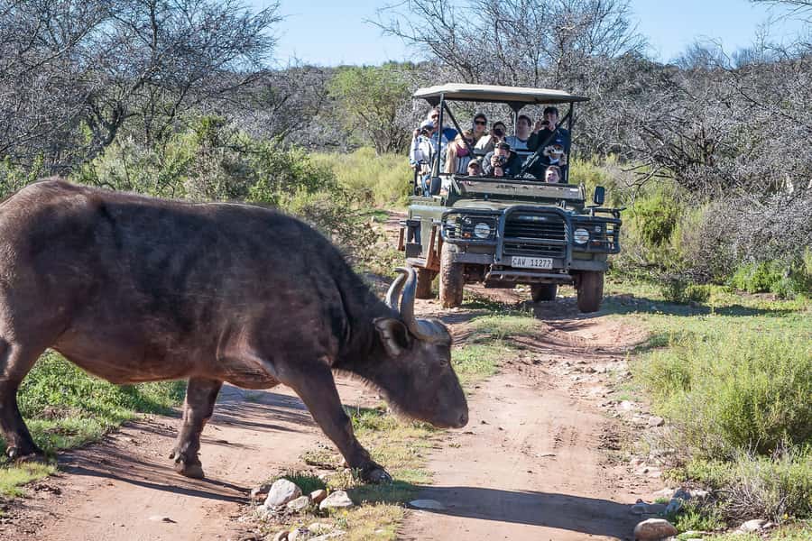 From Cape Town: 3-Day Garden Route Highlights and 4x4 Safari - The guides can make or break the road days