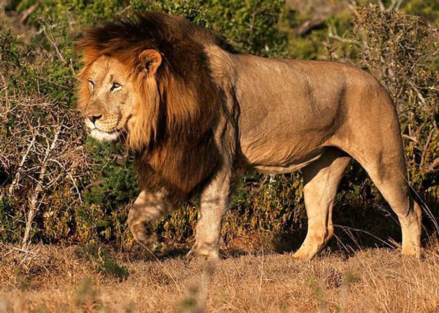 From Cape Town: 5-Day Best of Garden Route and Addo Safari - Should you book the Garden Route and Addo trip?