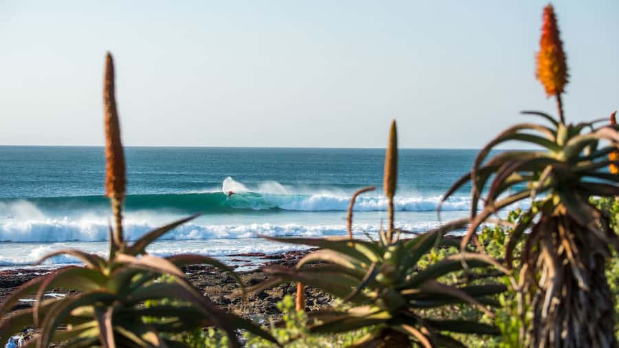 From Cape Town: 5-Day Best of Garden Route and Addo Safari - Why this five-day route works
