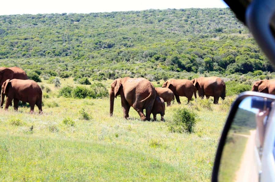 From Cape Town: 5-Day Best of Garden Route and Addo Safari - Day 2: Cango Caves and South African food