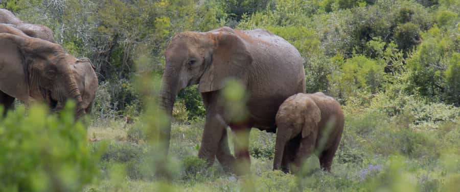 From Cape Town: 5-Day Best of Garden Route and Addo Safari - Day 4: Tsitsikamma, Bloukrans, and Knysna Lagoon