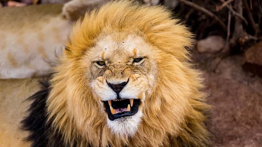 From Cape Town: Aquila Game Reserve Safari Tour with Lunch - Key points to know before booking