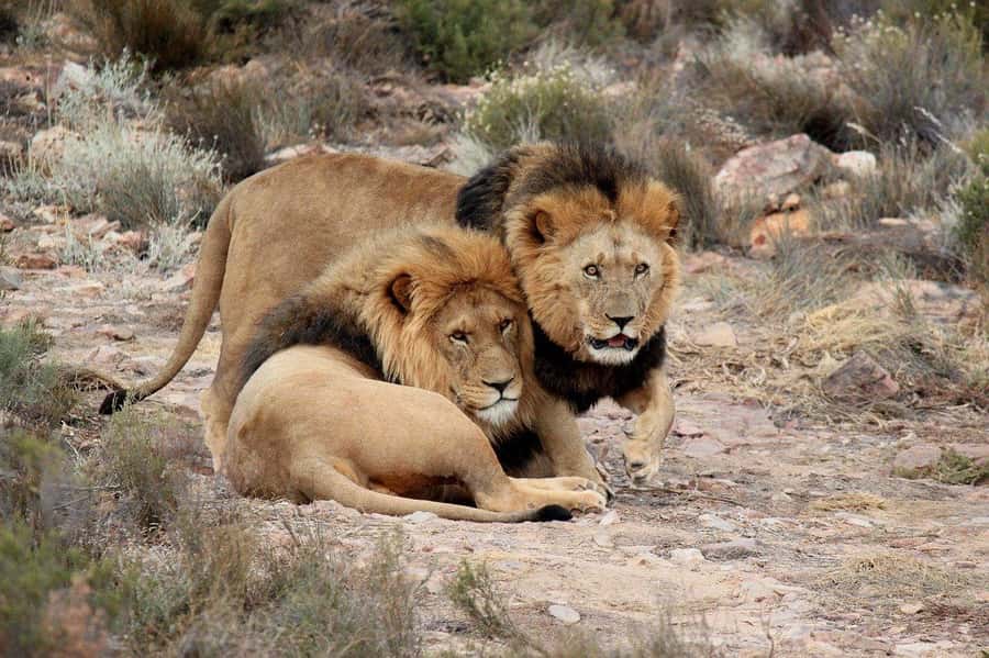 From Cape Town: Aquila Game Reserve Safari Tour with Lunch - The buffet lunch before the game drive