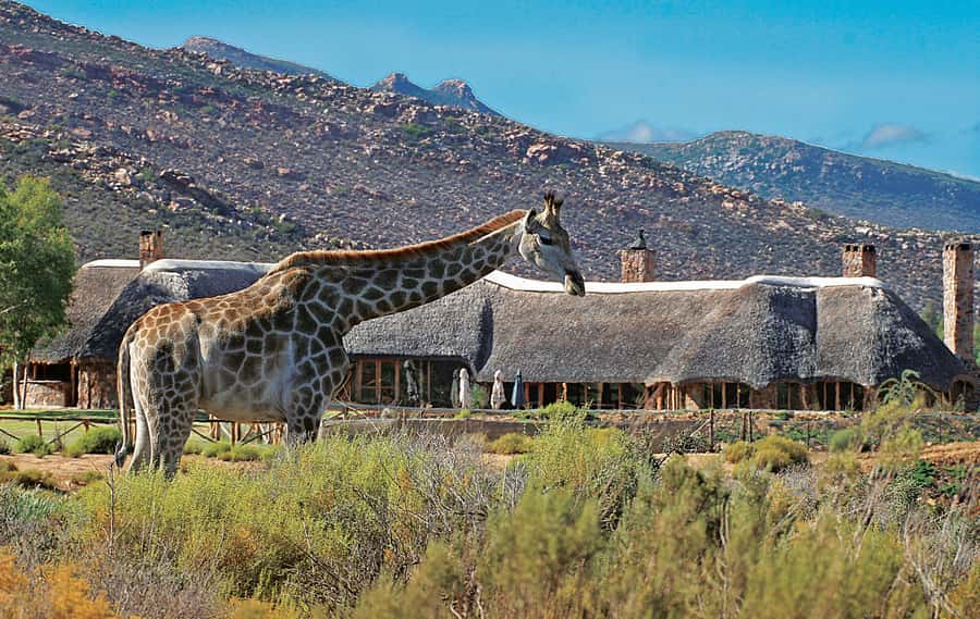 From Cape Town: Aquila Game Reserve Safari Tour with Lunch - Three hours in an open safari vehicle