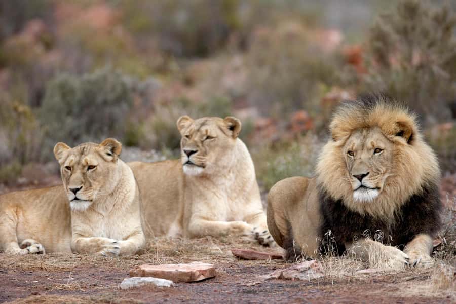 From Cape Town: Aquila Game Reserve Safari Tour with Lunch - What the drive feels like in practice