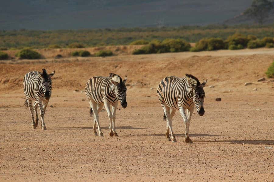 From Cape Town: Aquila Game Reserve Safari Tour with Lunch - Who will get the most from this day