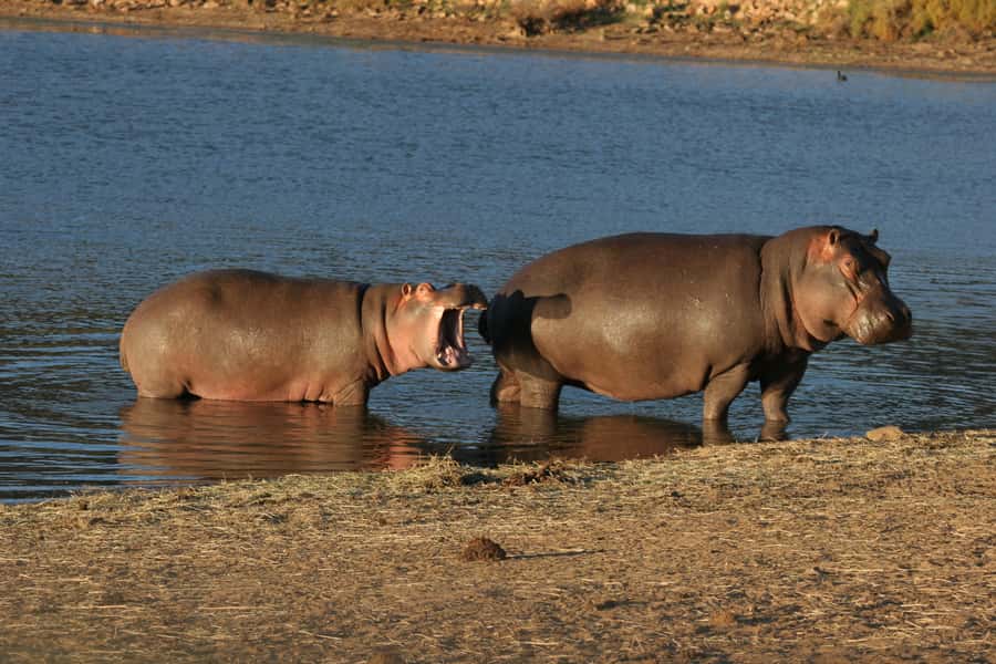 From Cape Town: Aquila Game Reserve Safari Tour with Lunch - Practical details that affect your decision